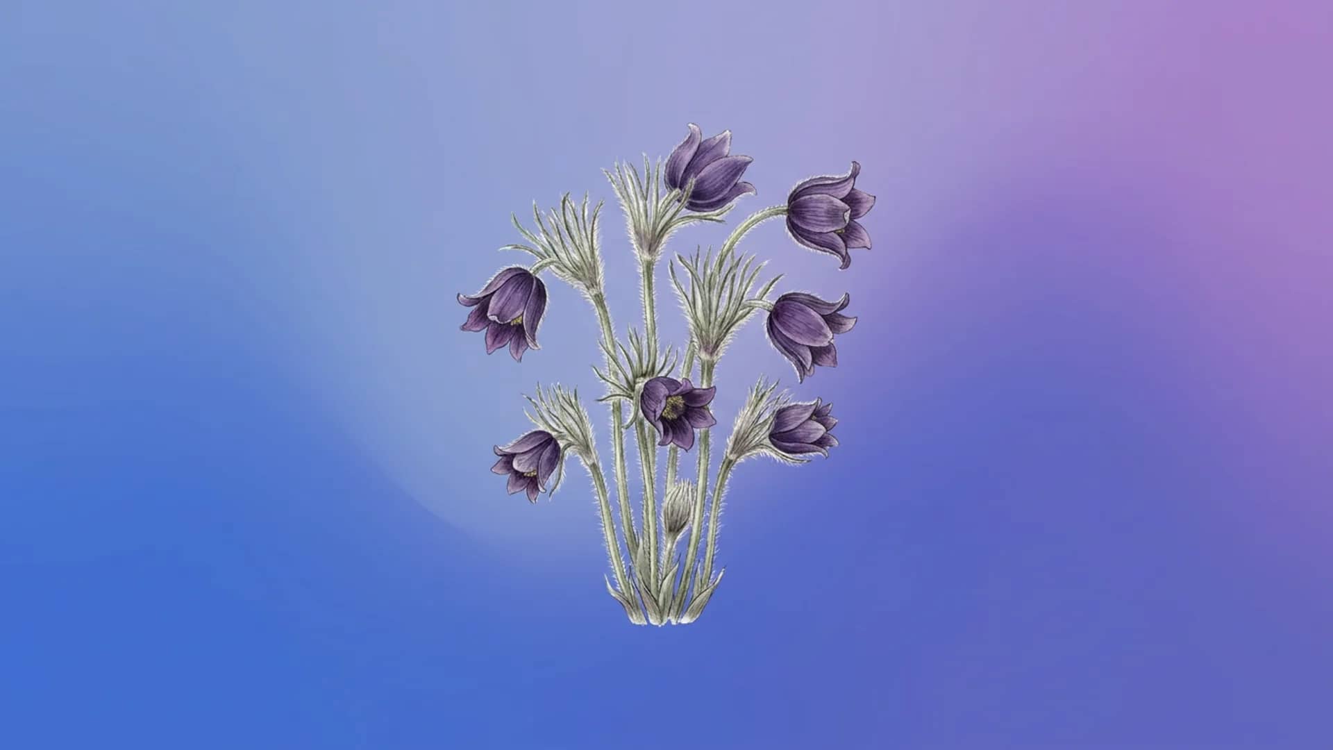 Purple Pasque flower (Pulsatilla vulgaris) — source of the Pulsatilla remedy