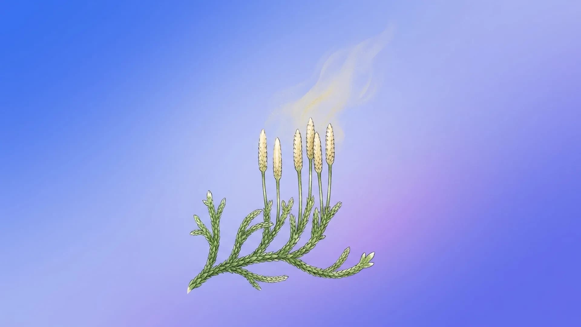Lycopodium clavatum clubmoss with spore strobili — source of the Lycopodium remedy