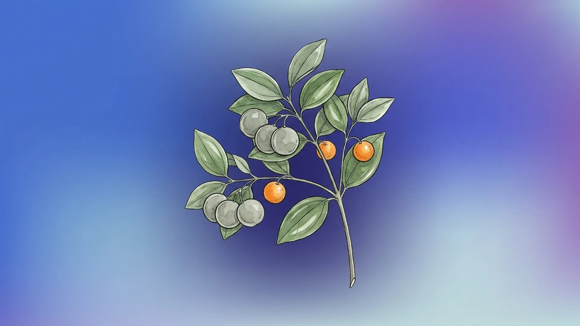 Strychnos nux-vomica seeds and leaves — source of the Nux Vomica remedy