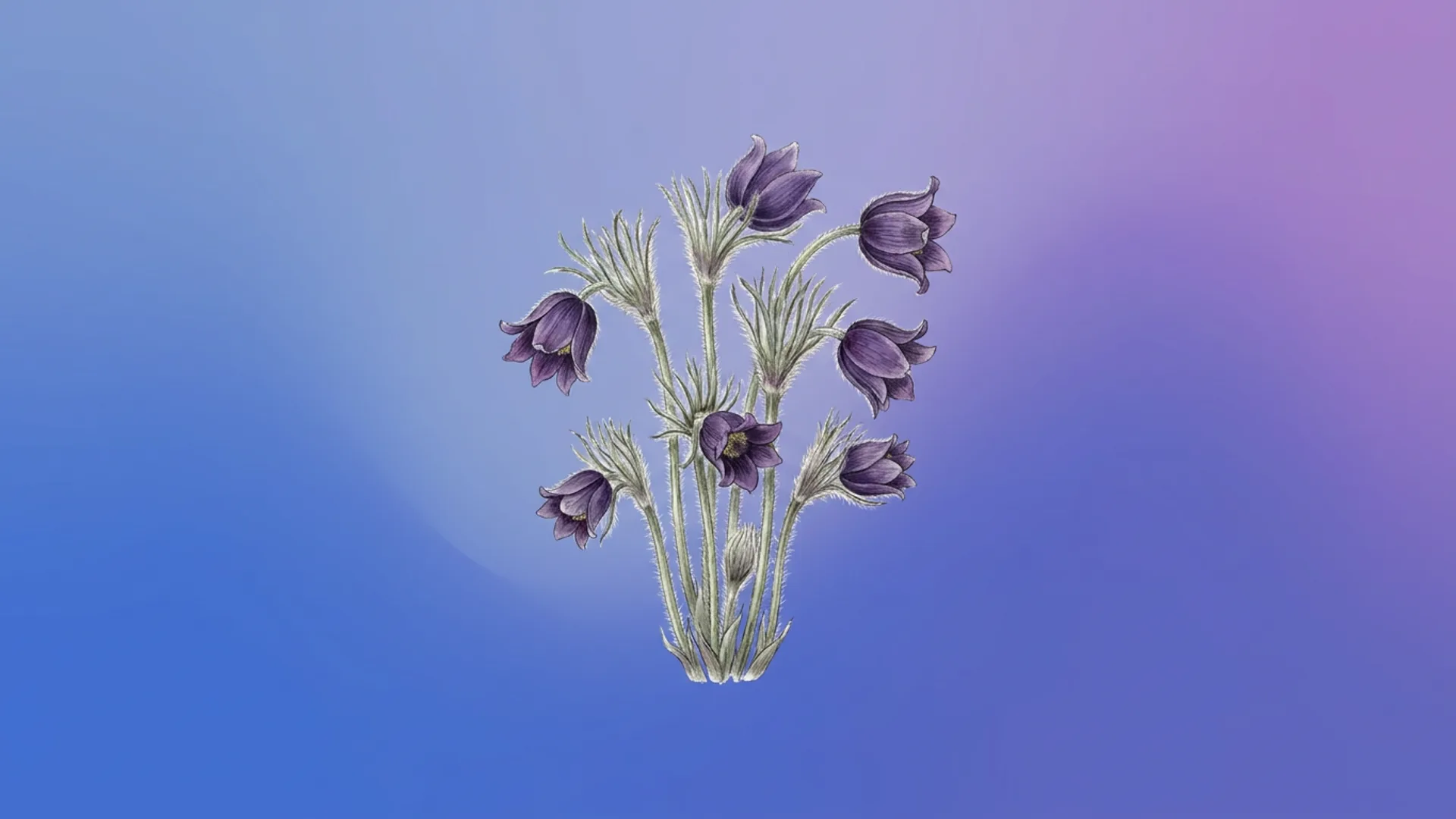 Purple Pasque flower (Pulsatilla vulgaris) — source of the Pulsatilla remedy