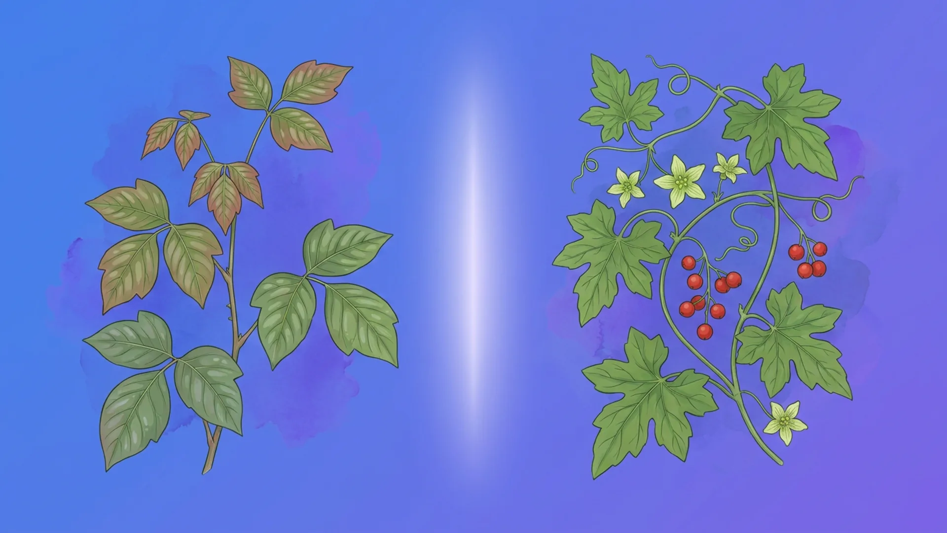 Rhus toxicodendron and Bryonia plants side by side — a differential remedy comparison